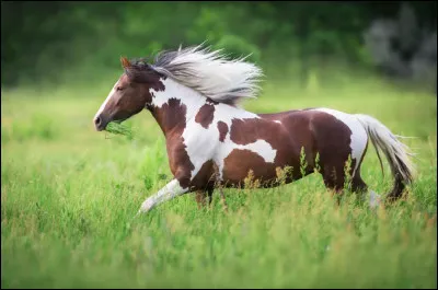 Quel est le nom de cette race ?