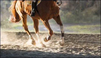 Les principales allures du cheval sont...
