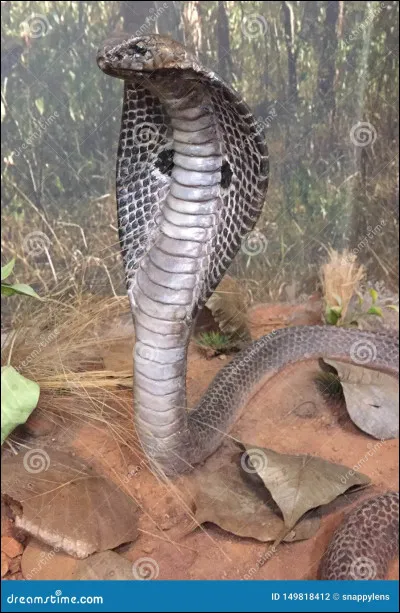 Quel serpent reconnaissez-vous ?