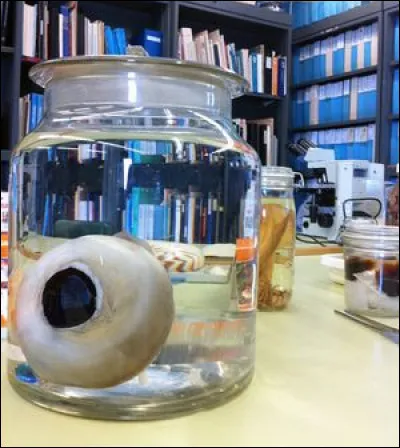 Quel animal possède les plus gros yeux ?