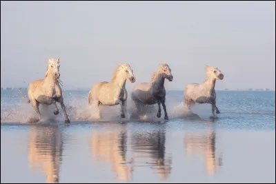 Le trot est une allure...