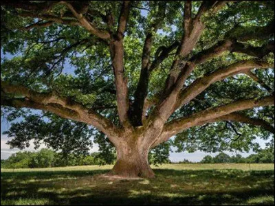 Mince, il semblerait que tu sois perdu en forêt, comment réagis-tu ?