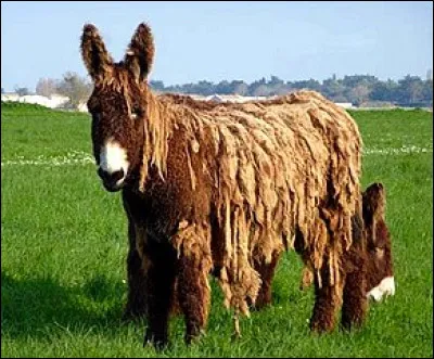 Quelle est cette variété d'âne ?