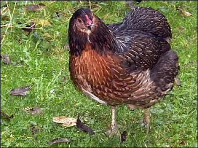 Quelle particularité possède cette poule araucana ?