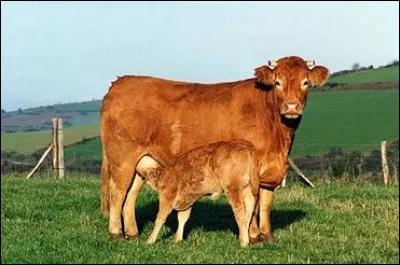 De quelle race est ce petit veau ?