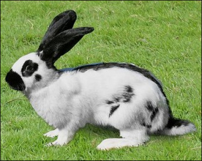 Quelle est cette race de lapin qui adulte dépasse les 5 kg ?