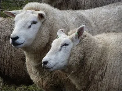 Revenons à nos moutons, quel est donc ce mouton bien robuste ?
