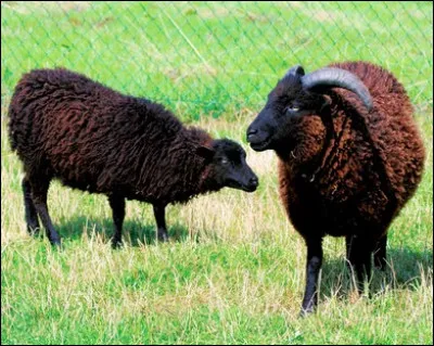 Encore un mouton mais cette fois au pelage noir. Quelle est cette race ?