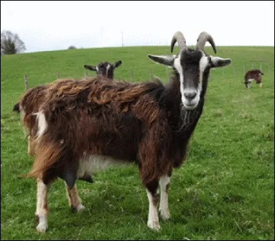 Quelle est cette chèvre aux pattes et ventre blancs ?