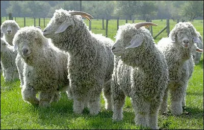 Cette ch&egrave;vre est recherch&eacute;e pour son poil soyeux et ondul&eacute;. Quelle est cette race ?