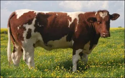 Quelle est cette vache aux petites cornes ?