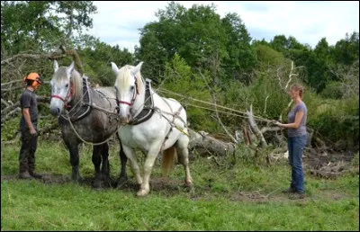 Quel est ce cheval de trait ?