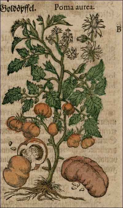 Durant quel siècle, la tomate a-t-elle été introduite en Europe ?