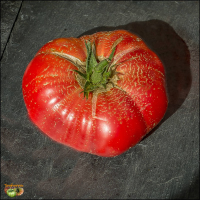 Quel président américain donne son nom à une variété de tomate ?