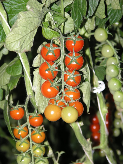 Quel pays est le premier producteur mondial de tomates ?