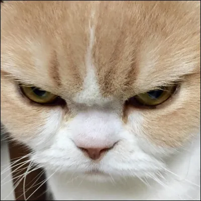 Quelle est sa principale &eacute;motion ?