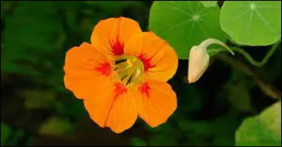 Dans le langage floral que signifie la capucine ?