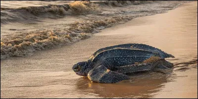 Quel est le poids moyen d'une tortue luth adulte ?