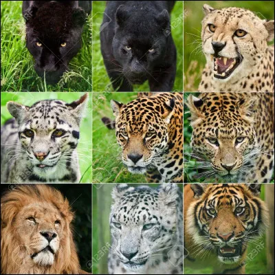 En beauté, préfères-tu le lion, le guépard ou le tigre ?