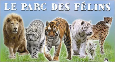 En caractère, préfères-tu le lion, le guépard ou le tigre ?