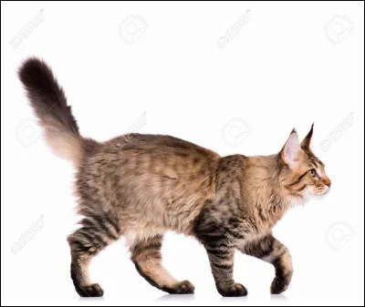 Comment voudrais-tu ton pelage ?