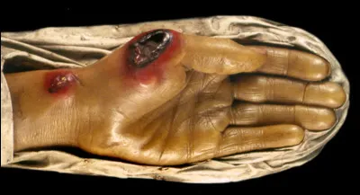 De quel oiseau maïeuze était-il le nom vulgaire ?