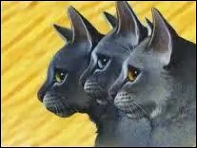 Lequel de ces chats Plume Grise n'a-t-il pas rencontré ?