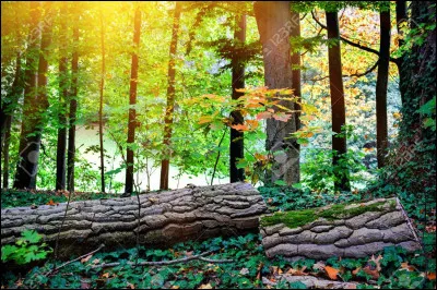 Finalement tu as choisi d'explorer le territoire.
Soudain, toi et ton mentor, vous entendez des cris près de la frontière avec le Clan du Vent. Il s'avère qu'un guerrier et son apprenti se font attaquer par un blaireau. Que fais-tu ?