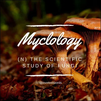 La mycologie correspond à l'étude des :