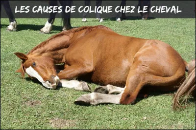 Que faire en cas de colique ?
