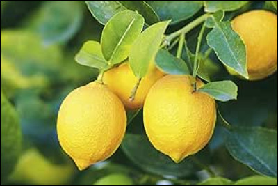 Quel groupe de musique chante ''Le Goût des citrons'' en 1999 ?