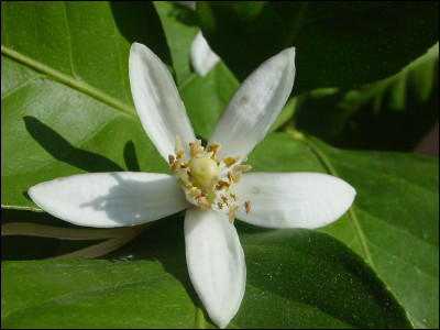 Pour lutter contre quelle maladie, les navigateurs utilisaient-ils le citron durant le Moyen Âge ?
