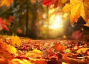 Quiz En automne