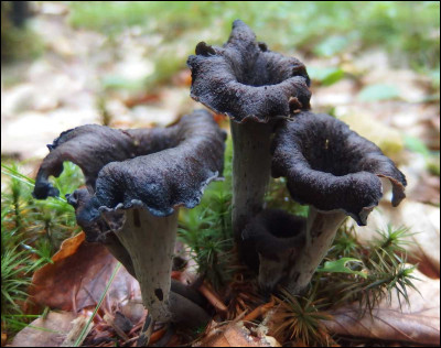 Quel est le nom de ce champignon qui pousse en automne ?