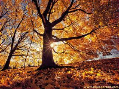 Qui interprète ''À la faveur de l'automne'' en 2001 ?