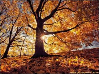 Qui interpr&egrave;te ''&Agrave; la faveur de l'automne'' en 2001 ?