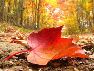 Qui a composé ''Les Quatre Saisons'' dans laquelle on peut entendre la variation ''Automne'' ?