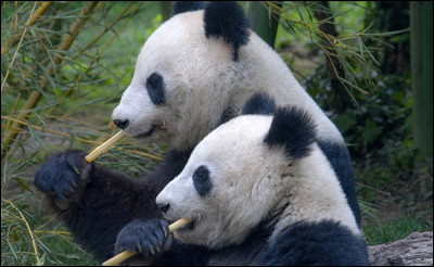 Que signifie en chinois le mot ''Panda'' ?