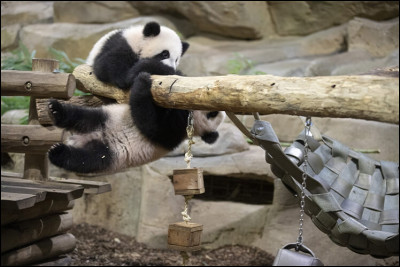 Qui est le parrain des deux pandas nés en 2021 au zoo de Beauval ?