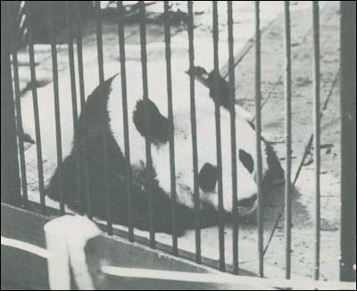 Quel était le prénom du premier panda à fouler le sol français en 1939 ?