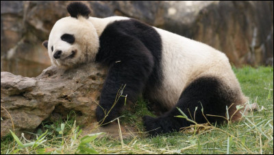 En 2023, combien comptait-on de pandas en liberté ?