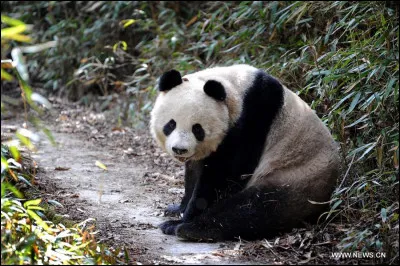 Dans quel pays vivent les pandas &agrave; l'&eacute;tat sauvage ?