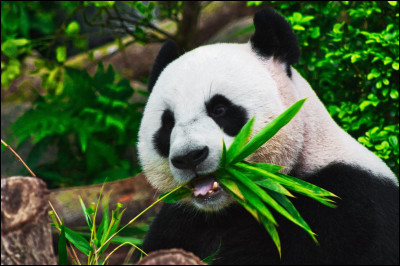Que mange principalement le panda ?