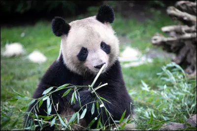 Qui chante ''Pandi-Panda'' ?