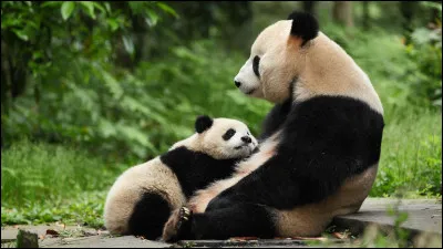 Combien de doigts poss&egrave;de le panda ?