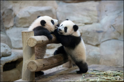 De quelle couleur sont les bébés pandas à la naissance ?
