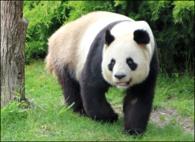 Quelle ONG possède un panda comme logo ?