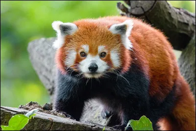 Quel est l'autre nom du panda roux ?