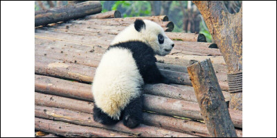 Combien de dents possède un panda ?