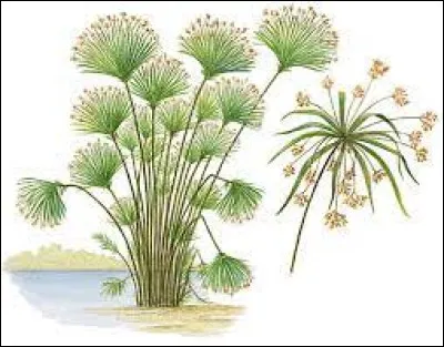 Ce support d'écriture obtenu grâce à la transformation des tiges d'une plante est un...